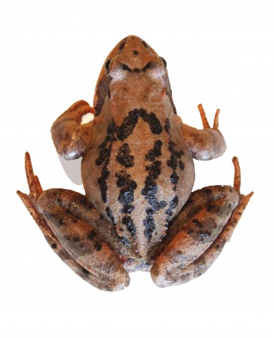 Rana temporaria